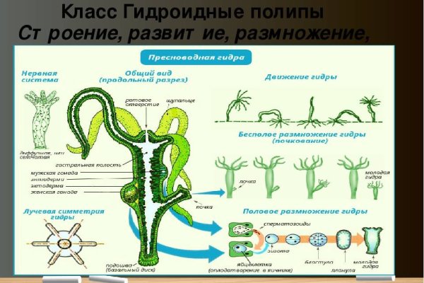 Рабочая ссылка на кракен